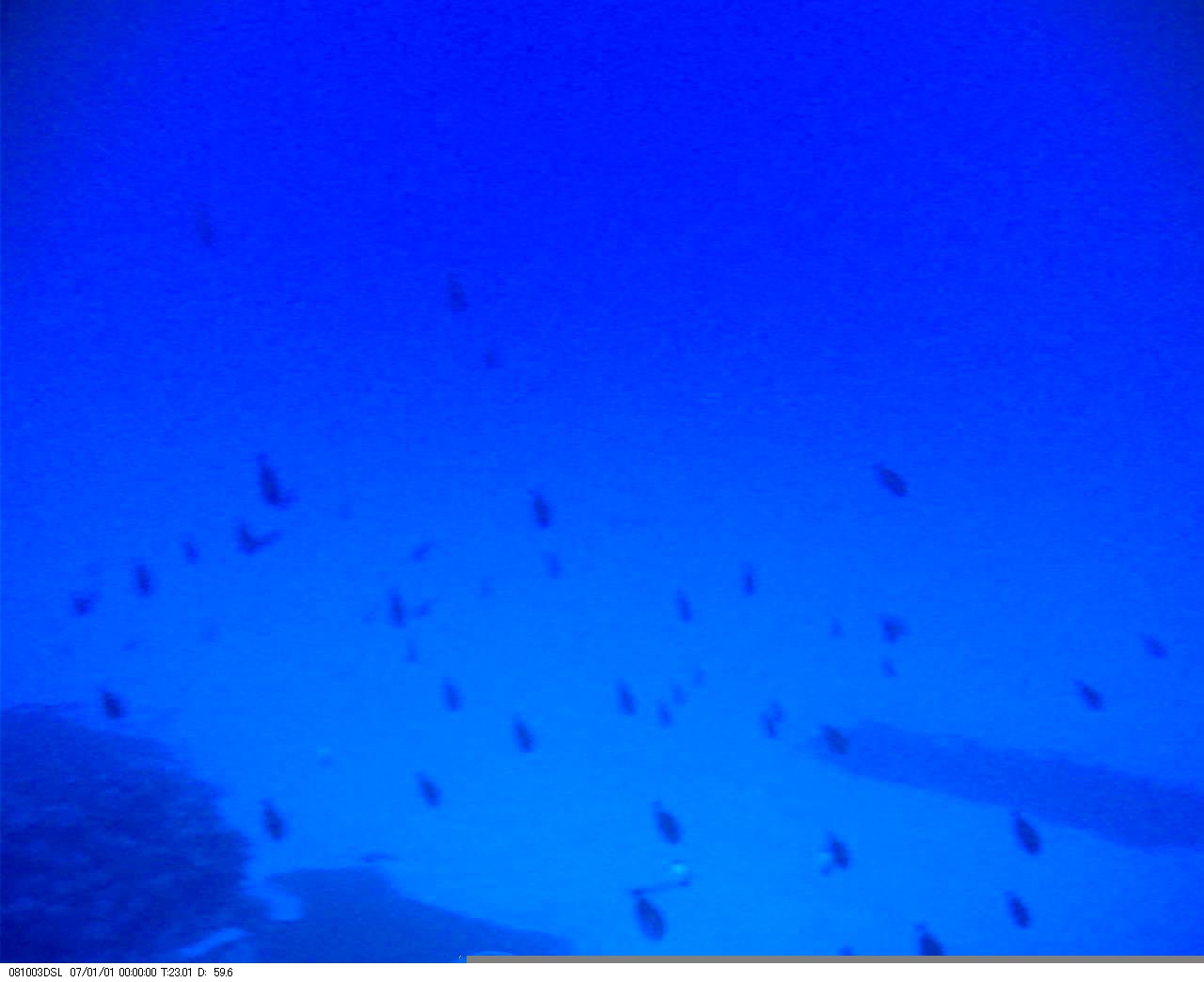 Shark Mounted Camera Image Reef Fish